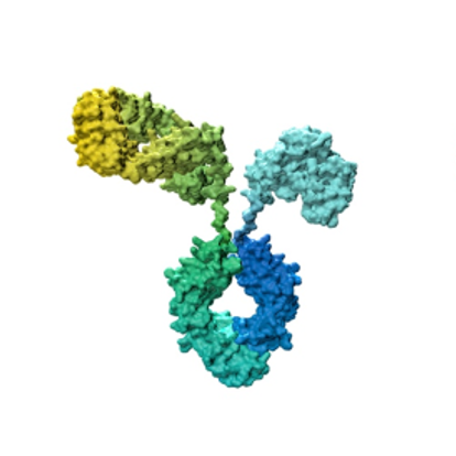 Darstellung eines bispezifischen Antikörpers