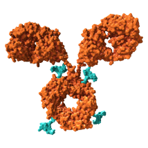 Darstellung eines Antikörper-Wirkstoff-Konjugats